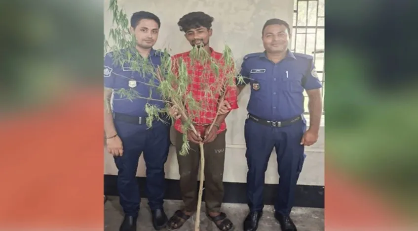 পিরোজপুরে গাঁজা গাছসহ মাদক কারবারি গ্রেপ্তার 